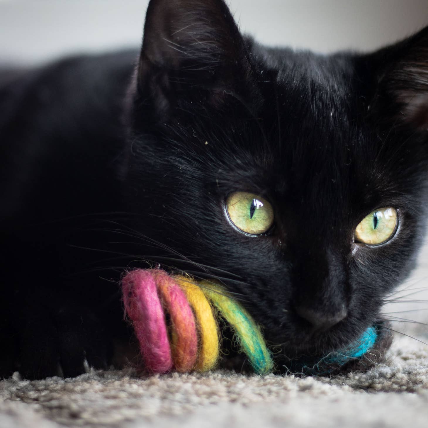 Wool Spring Cat Toy - Image 3